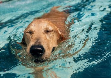 How To Maintain The Hydrotherapy Pool For Your Dog Excellently?