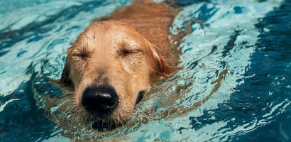 How To Maintain The Hydrotherapy Pool For Your Dog Excellently?